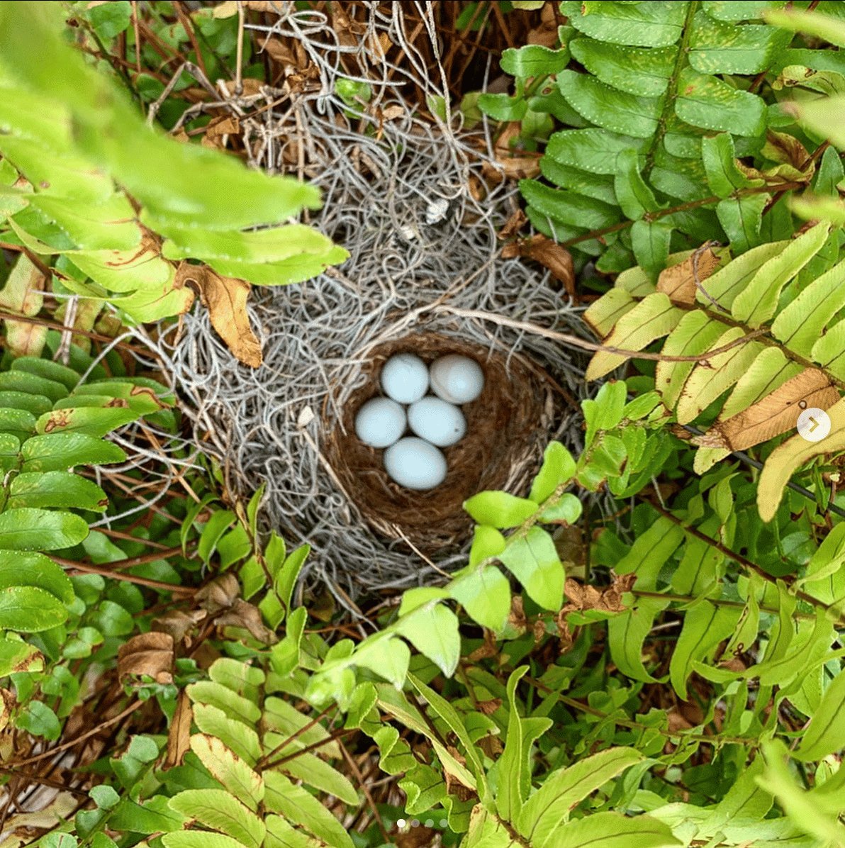 Birds nest naptime kitchen